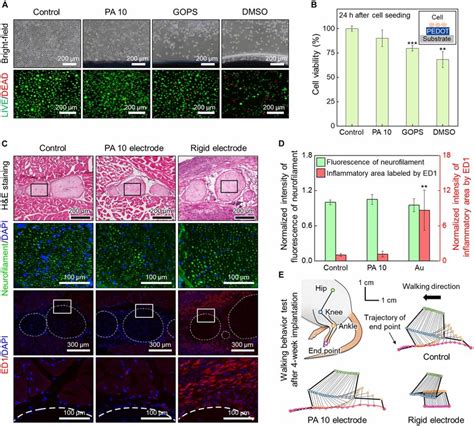 Biocompatibility And Behavior Analysis Of PEDOT PSS Hydrogel A