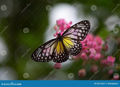 Бабочка на цветке стоковое изображение. изображение насчитывающей сады ...