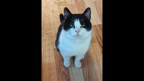 Коровкин ищет свой дом. В одно из зимних дней нашла вот такого котика ...