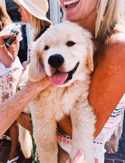 Dog Moms Guide To Show Off Your Love Diy Darlin Cute Dogs Baby