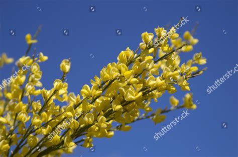 Blooming Broom Genista Editorial Stock Photo - Stock Image | Shutterstock