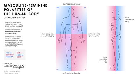 Masculine Vs Feminine