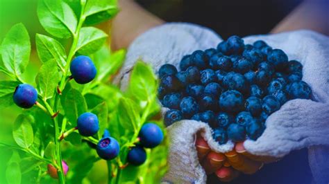 ЭТУ Лесную ЯГОДУ Надо ЕСТЬ ГОРСТЯМИ. Болезни Не ПОДОЙДУТ. - YouTube