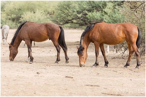 The Salt River wild Mustangs - Equine, dog & wedding photographer ...