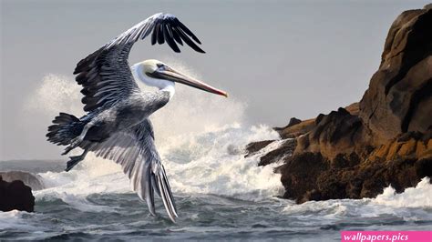 Pelican Wallpaper Wallpaperspics