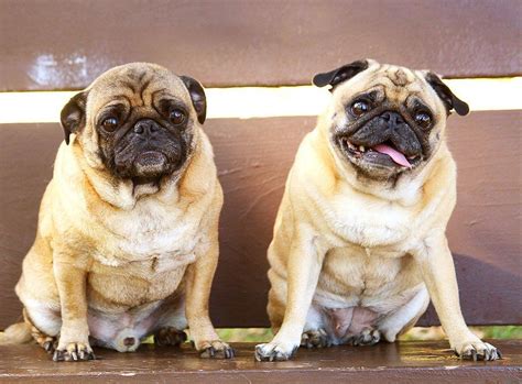 Pug O Carlino Comportamiento Cuidados Y Más Notas De Mascotas