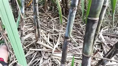 Desi Village Videos Make Xhamster Come Anal Porn Feat Desistepsis XHamster