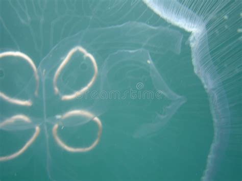 Vagina Salp Tethys Vagina In The Red Sea Stock Image Image Of Scuba Undersea