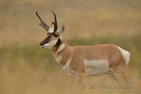 Marcel Huijser Photography Montana Wildlife Pronghorn Antilocapra