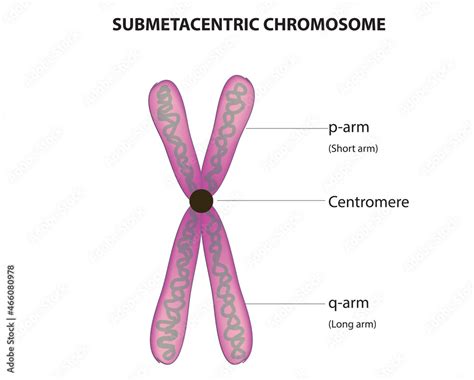 submetacentric chromosome anatomy (Biological anatomy of submetacentric chromosome) Stock Vector ...