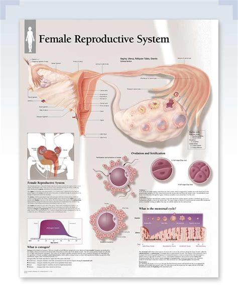 Female Reproductive System Exam Room Anatomy Poster Clinicalposters