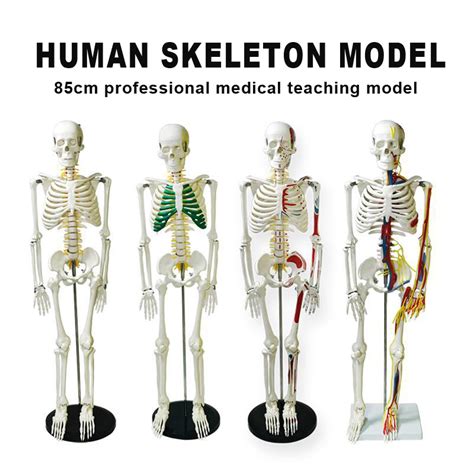 Medical Science Teaching Resources 85cm Human Anatomic Skeleton Model