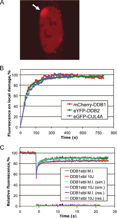 Recruitment Of Mcherry Ddb To Uv Damaged Dna A Accumulation Of