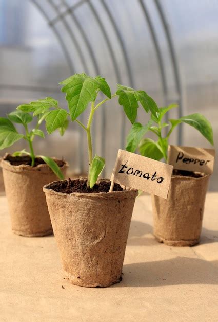 Pl Ntulas De Plantas Primer Plano De Tomates De Brotes Verdes J Venes