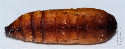 Photo #70398: Galleria mellonella