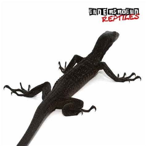 Black Tree Monitors For Sale - Underground Reptiles