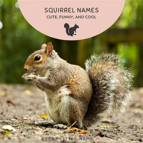 210+ Best Squirrel Names (Cute, Funny, and Cool) - Every Little Name