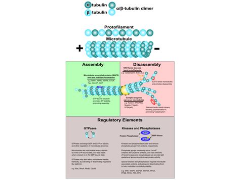 Pathways: Microtubule Dynamics | www.antibodies-online.com
