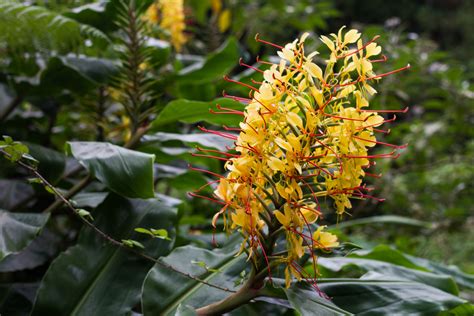 11 Piante Esotiche Da Piantare Nei Nostri Giardini