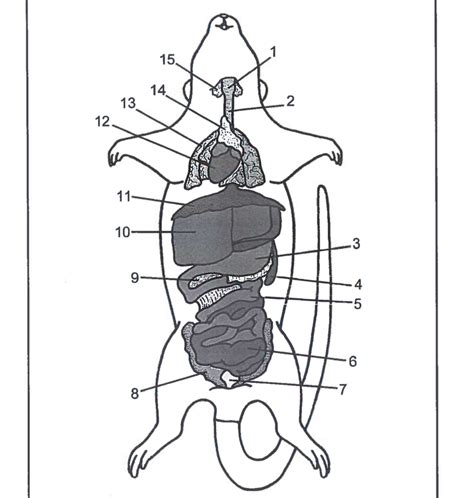 Rat Dissection Labeling Pt 1 Diagram Quizlet