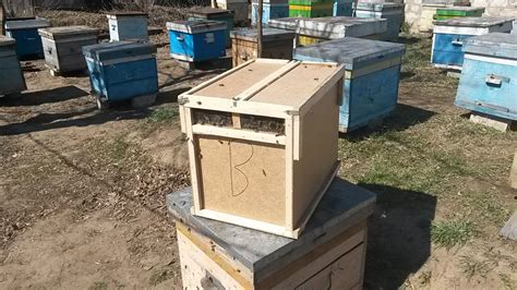 Пересадка пчелопакета в улей/Что такое пчелопакет/Первые шаги в ...