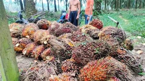 Harga TBS Kelapa Sawit Di Tanjab Timur Jambi Turun Sejak Idul Fitri