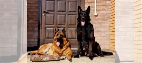 Восточноевропейская овчарка щенки купить в Абакане | Животные и ...