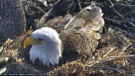 AEF DC EAGLE CAM: 2018 Week in Review - March 25-31 - YouTube