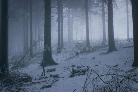 Misty Magic Forest In Winter Haunted Forest Stock Image Image Of