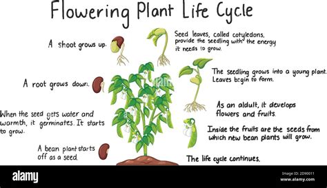 Flower Plant Life Cycle Isolated On Whit Background For Education