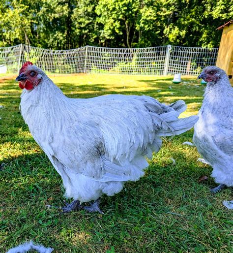 A Couple Of White Chickens Standing On Top Of A Lush Green Field Photo
