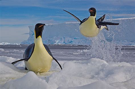 The best of Paul Nicklen | Canadian Geographic