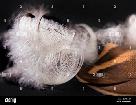 Duck Feathers On A Black Background Close Up Image Stock Photo Alamy