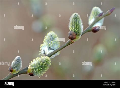 Pussy Willow Salix Caprea Close Up Stock Photo Alamy