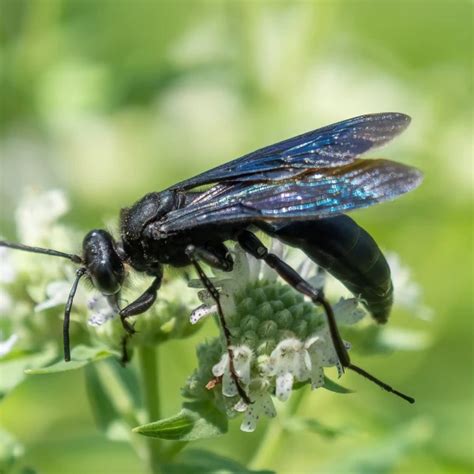 Sphex pensylvanicus - Facts, Diet, Habitat & Pictures on Animalia.bio