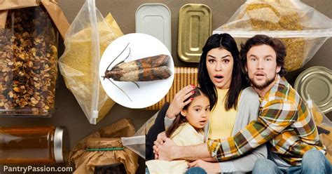how to get rid of pantry pests