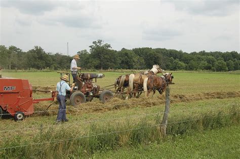 amish farming horse drawn  photo  pixabay