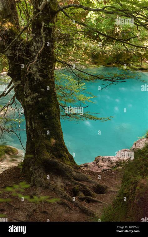 Blue River Water In A Forest Stock Photo Alamy