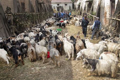 Food Corporation To Supply 3000 Goats To Kathmandu To Meet The Dashain
