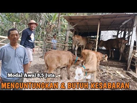 SUDAH JUAL 5 PEDET MASIH 4 EKOR Di KANDANG DARI MODAL 8 5 JUTA