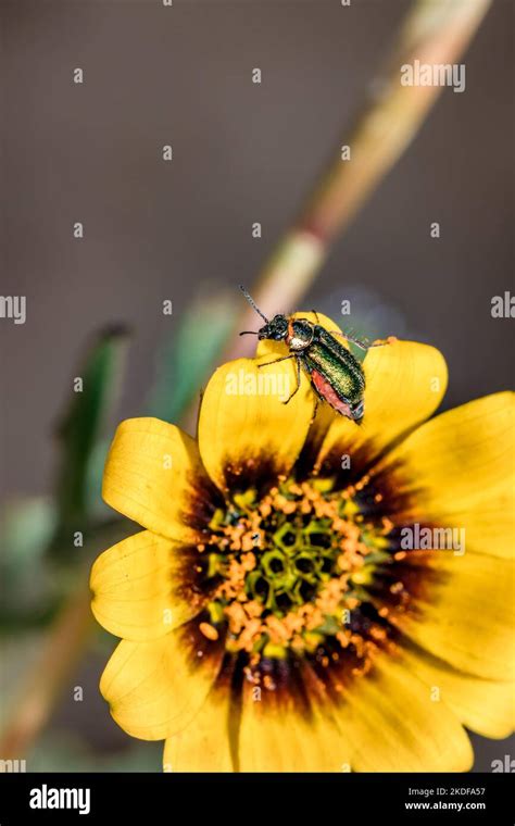 Soft Winged Flower Beetle Genus Hedybius On A Yellow One Eye Monster