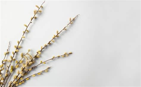 Premium Photo Branches Of Pussy Willows On White Background Flat Lay Top View