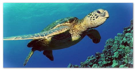 Картинки Про Черепах - specificationspicy