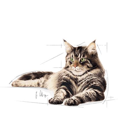 Maine Coon | Royal Canin AU