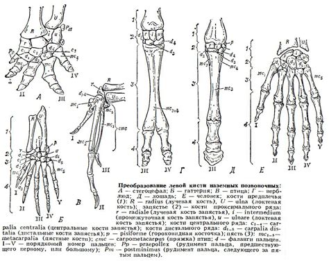кисть — Биологический энциклопедический словарь