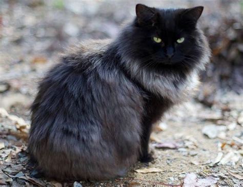 Magnificent Black Cat Grows Silver Winter Coat Love Meow
