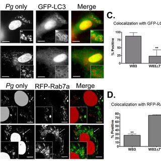Gingipain activity associated with whole cells and culture supernatants ... 