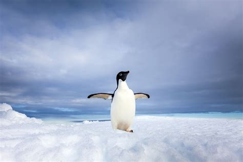 Adelie Penguin Pictures