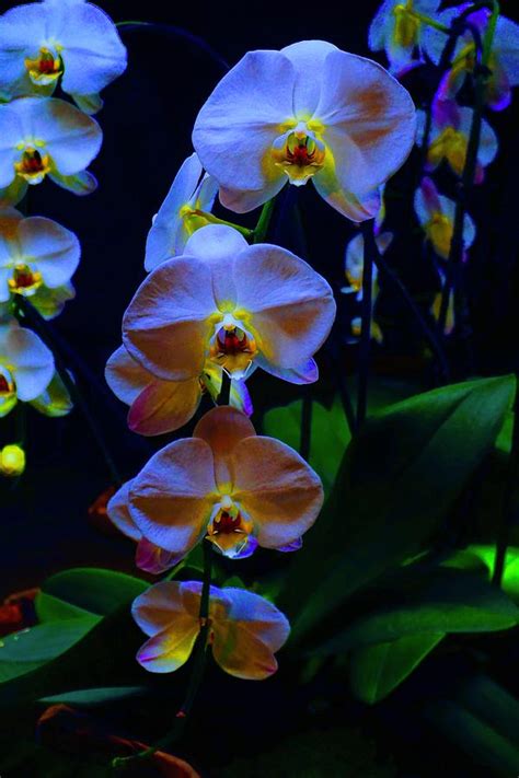 Rainbow Orchids in the Night Garden Photograph by Tim G Ross - Fine Art ...