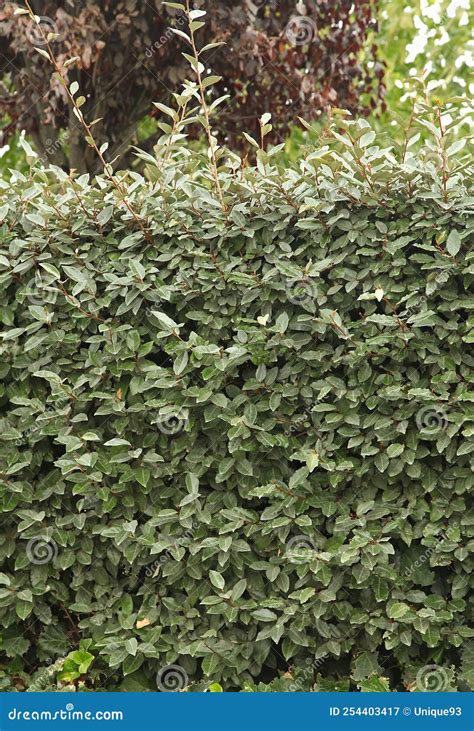 Hedge Of Elaeagnus Ebbingei Stock Image Image Of Chalef Garden